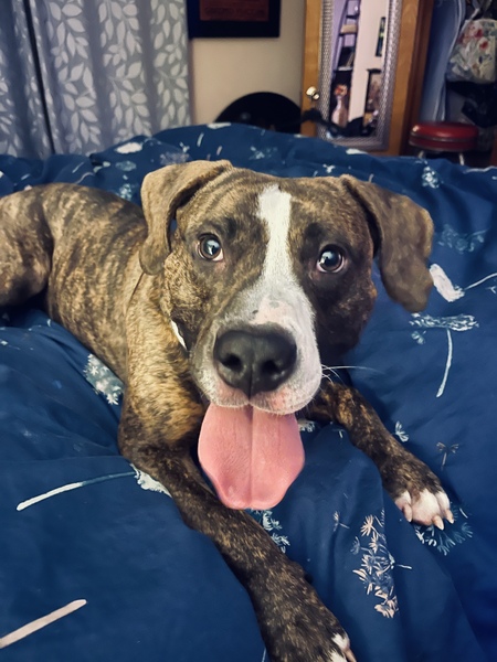 Entry image for Hooligan. Clicking this image will show a larger photo