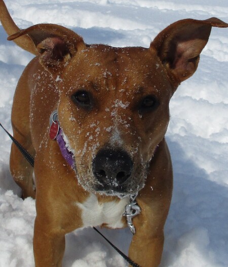 Entry image for Sunny. Clicking this image will show a larger photo