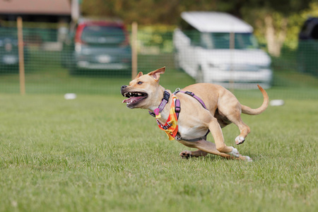 Entry image for Gracie. Clicking this image will show a larger photo