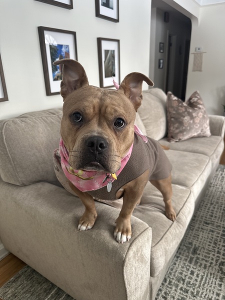 Entry image for Chickpea. Clicking this image will show a larger photo