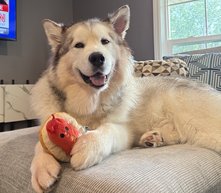 Entry image for Khuno. Clicking this image will show a larger photo