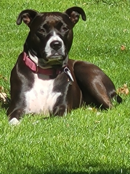 Entry image for Sadie. Clicking this image will show a larger photo