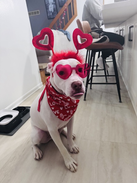 Entry image for Archie . Clicking this image will show a larger photo