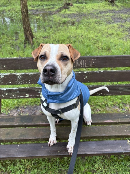 Entry image for Bentley. Clicking this image will show a larger photo