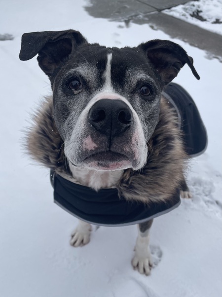 Entry image for Chip. Clicking this image will show a larger photo