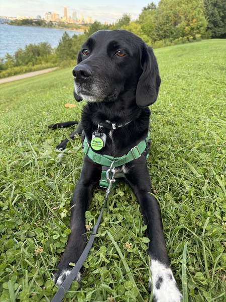 Entry image for Pepper. Clicking this image will show a larger photo