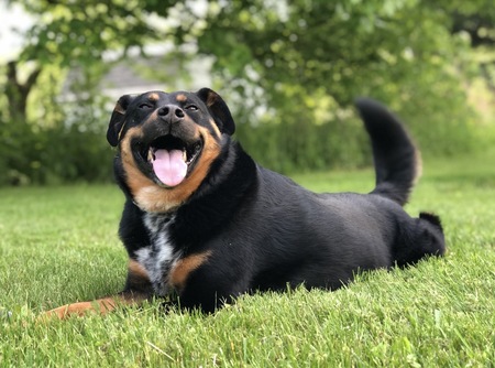 Entry image for Rio. Clicking this image will show a larger photo