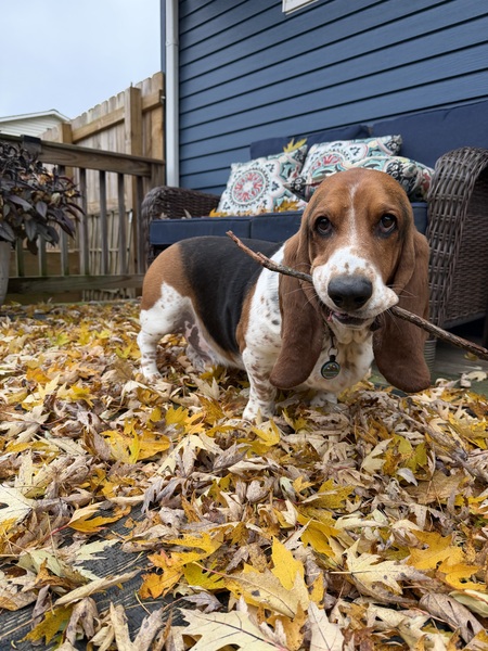 Entry image for Ranger. Clicking this image will show a larger photo