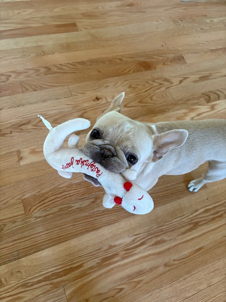 Entry image for Tilly. Clicking this image will show a larger photo