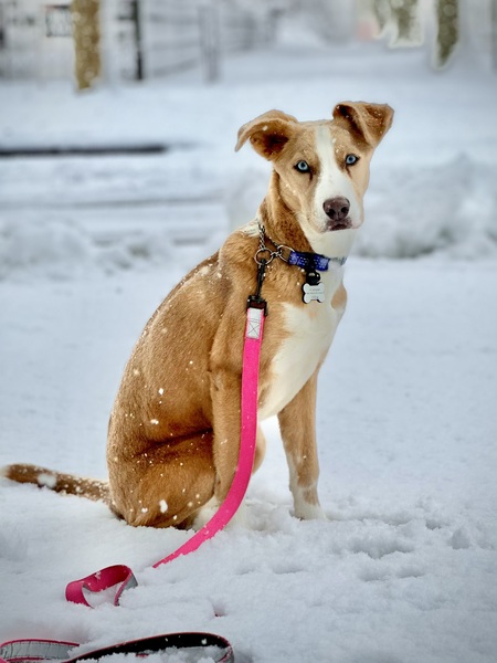 Entry image for Saint Virginia of Haddonfield (Ginny). Clicking this image will show a larger photo