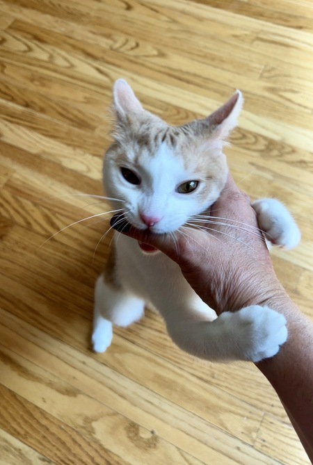 Entry image for Nutmeg. Clicking this image will show a larger photo