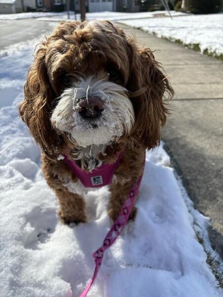 Entry image for Hera. Clicking this image will show a larger photo