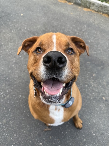 Entry image for Squid. Clicking this image will show a larger photo