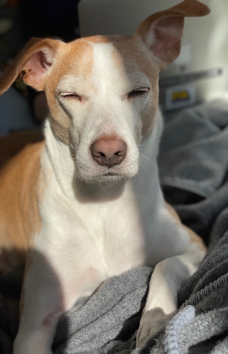 Entry image for Jack. Clicking this image will show a larger photo