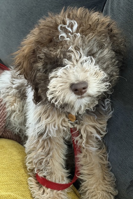 Entry image for Bella Cannoli . Clicking this image will show a larger photo