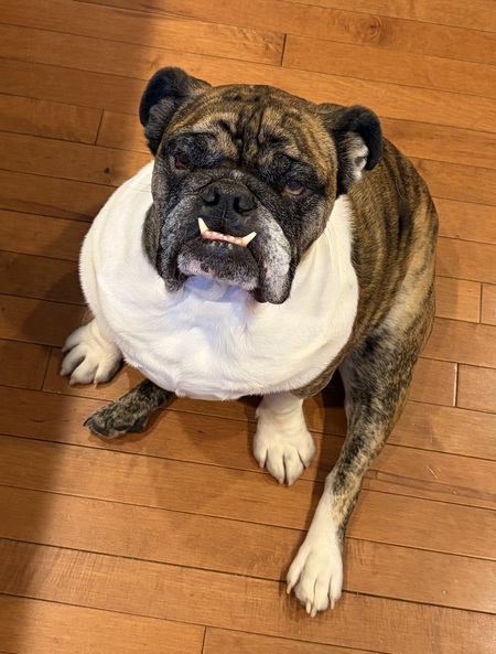 Entry image for Tito . Clicking this image will show a larger photo