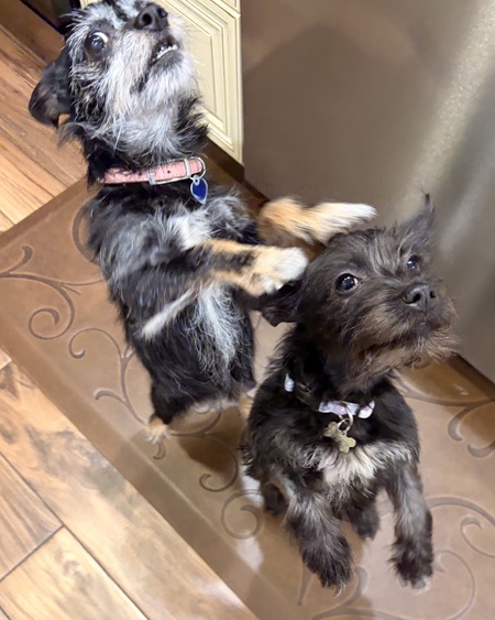 Entry image for Luna & Lacy. Clicking this image will show a larger photo