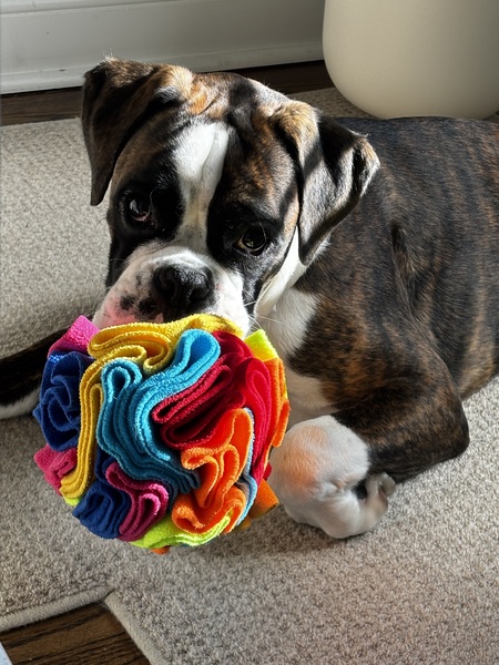 Entry image for Bretzel. Clicking this image will show a larger photo