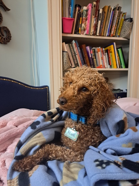 Entry image for Petal. Clicking this image will show a larger photo