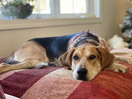 Entry image for Zoey . Clicking this image will show a larger photo