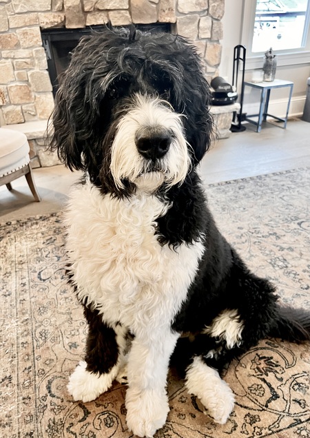 Entry image for Bruno. Clicking this image will show a larger photo