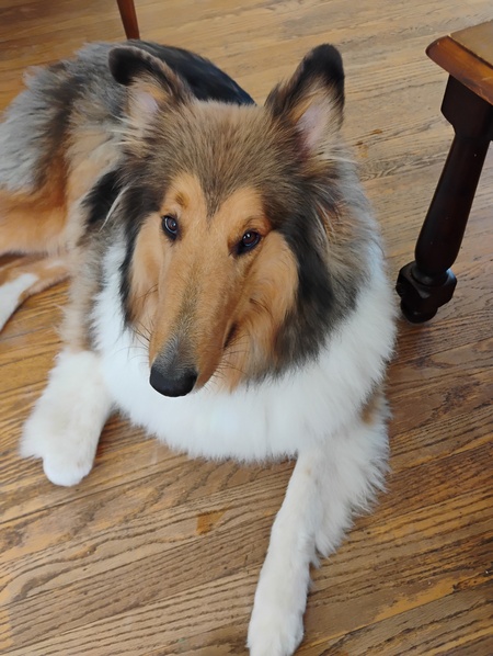 Entry image for Winston (Winny). Clicking this image will show a larger photo