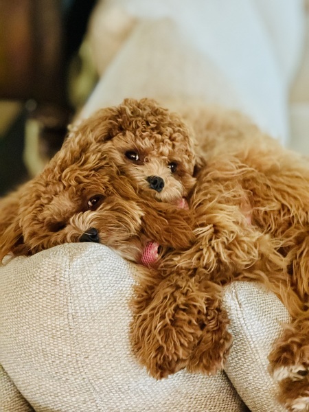 Entry image for Sunnie & Winnie. Clicking this image will show a larger photo