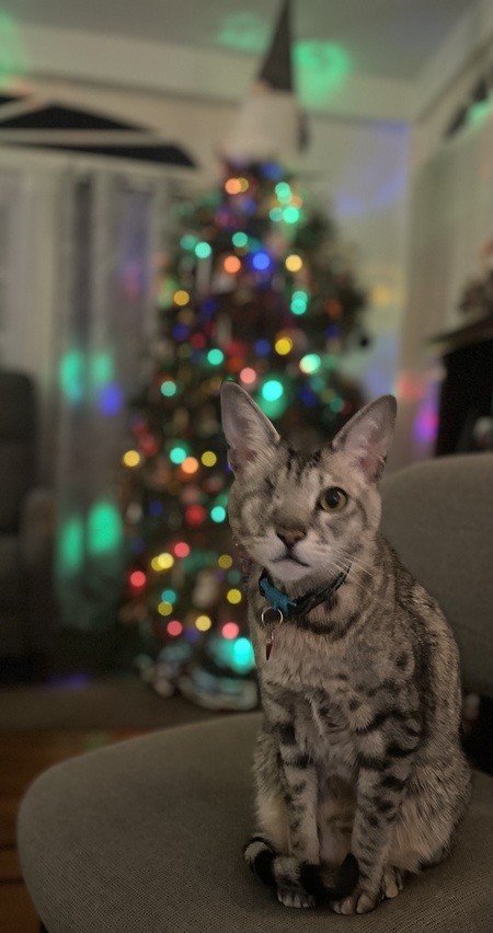 Entry image for Ziggy. Clicking this image will show a larger photo