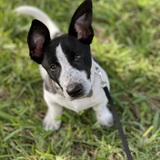 Entry image for Remington