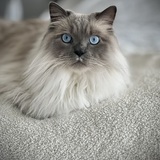 Entry image for Mr. Blue Sky