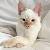 Entry image for Maple