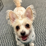 Entry image for Luca 