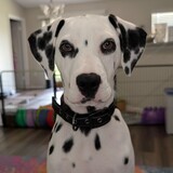 Entry image for Halligan