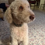 Entry image for Pius