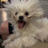 Entry image for Noodles