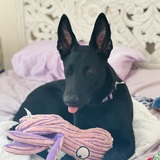 Entry image for Nala