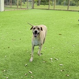 Entry image for Scout