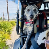 Entry image for Pennie 