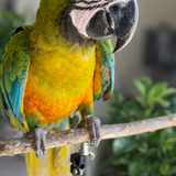 Entry image for Atlas