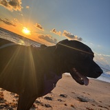 Entry image for Venus 