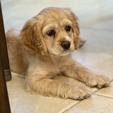 Entry image for Lola