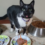 Entry image for Venom