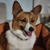 Entry image for Ginger