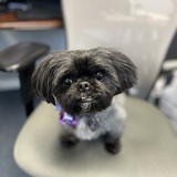 Entry image for Lilly