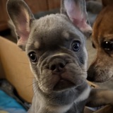 Entry image for OPIE