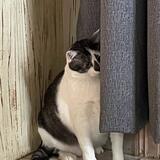 Entry image for Patchy