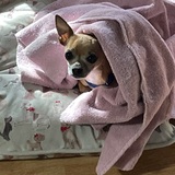 Entry image for Brutus