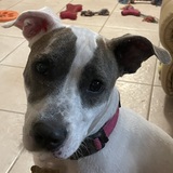 Entry image for Bella