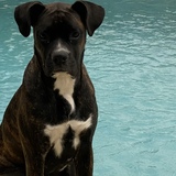 Entry image for Remy 