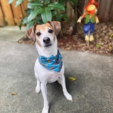 Entry image for Bugs